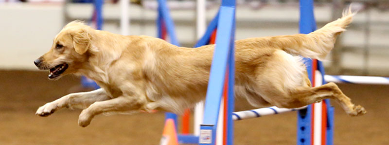 Golden Retriever sails over a jump