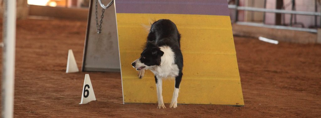 Border Collie performing a 2 on 2 off stopped contact on the A frame