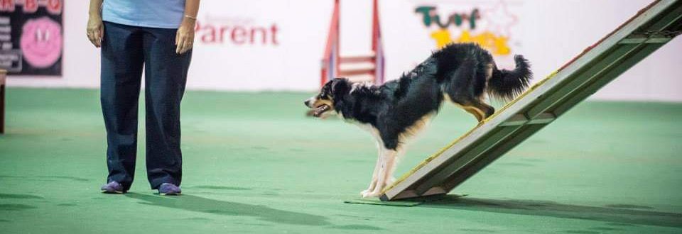 Border Collie doing a 2 on 2 off stopped contact 
