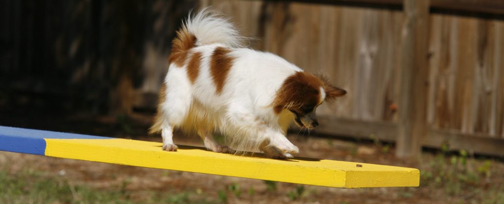 Papillon tipping the teeter