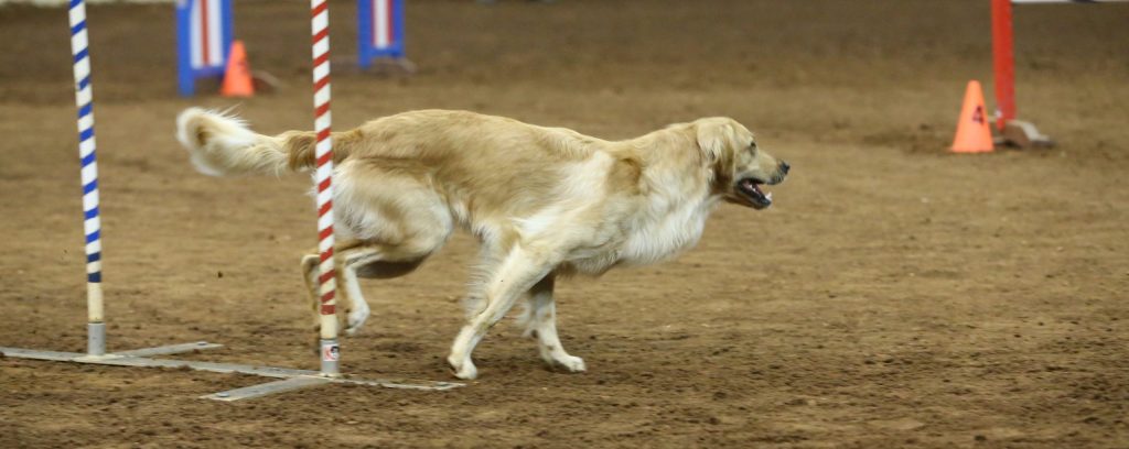 Darcy exiting weave poles