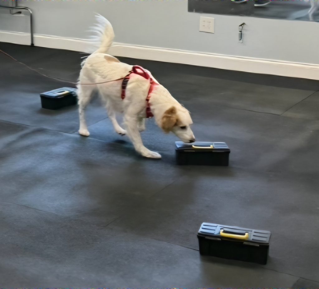 Searching for odor in different objects